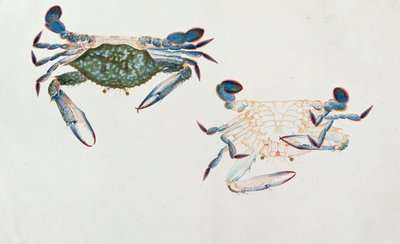 Ketam Rinyong, from Drawings of Animals, Insects and Reptiles from Malacca by Chinese School